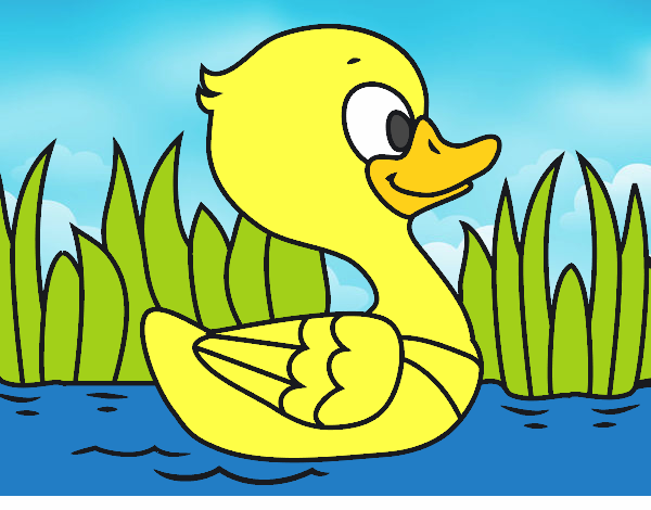 Patito de río