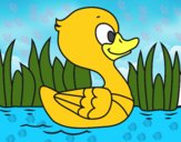 Patito de río