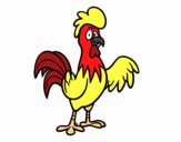 Un gallo de corral