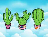 3 mini cactus