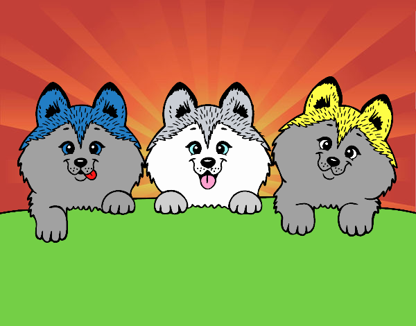 3 perritos