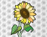 Flor de girasol