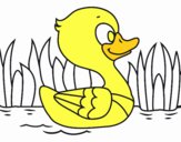 Patito de río