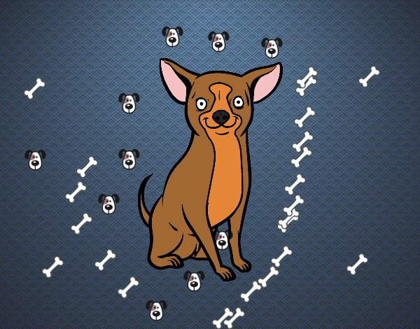 Perro chihuahua