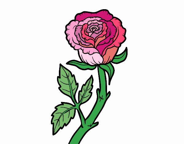 rosa