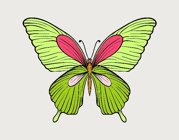 Mariposa tropical