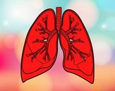 Pulmones y bronquios