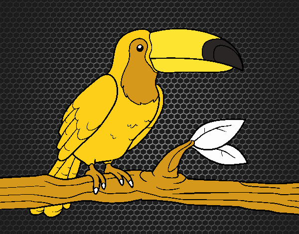 tucan  dorado