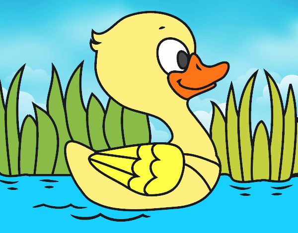 Patito de río