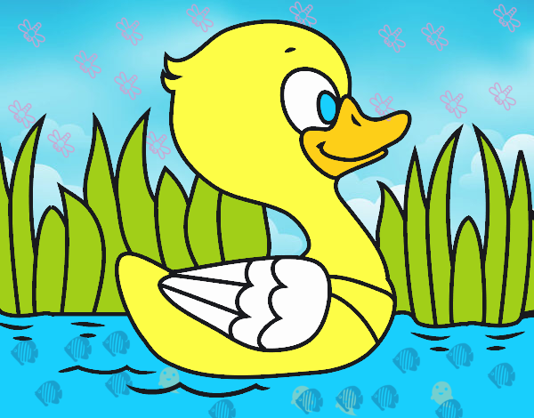 Patito de río