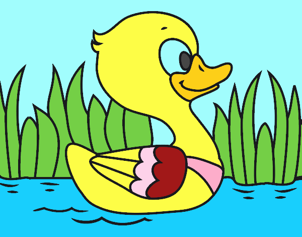 Patito de río