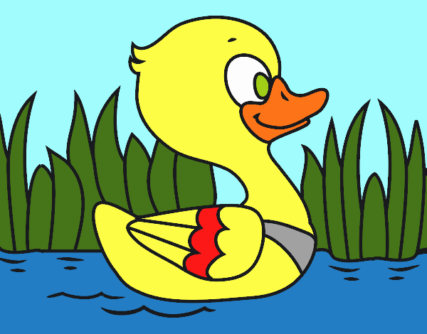 Patito de río