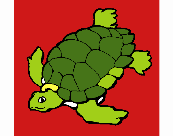 tortuga