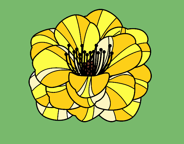 Amapola