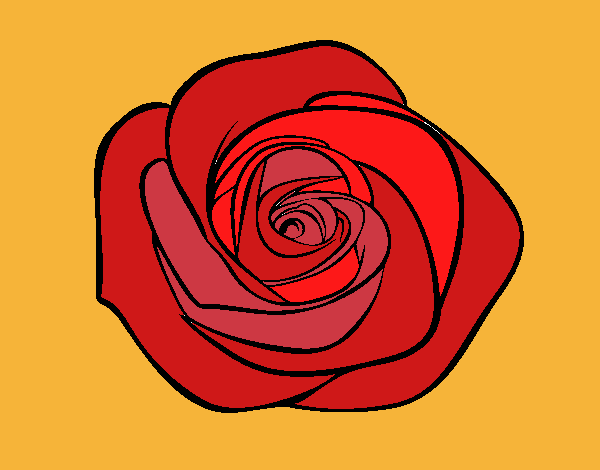 Flor de rosa