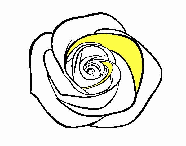 Flor de rosa