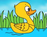 Patito de río