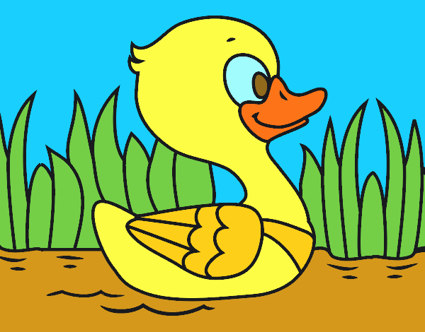 Patito de río