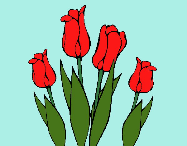 Tulipanes