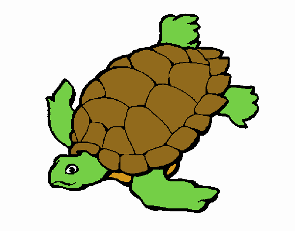 Tortuga