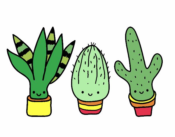 Mini cactus