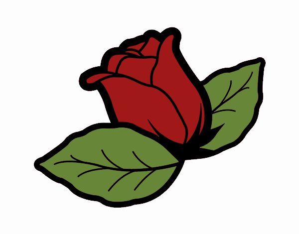 Rosa 