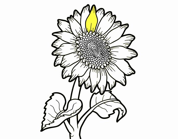 Dibujo de Flor de girasol pintado por en  el día 21-09-22 a las  02:24:33. Imprime, pinta o colorea tus propios dibujos!