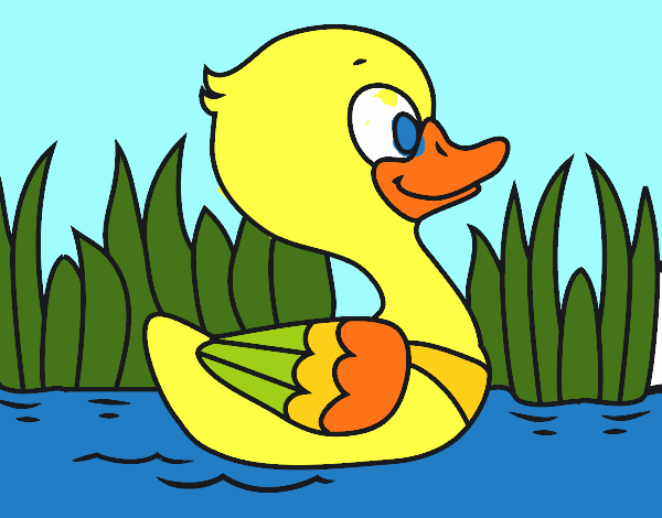 Patito de río