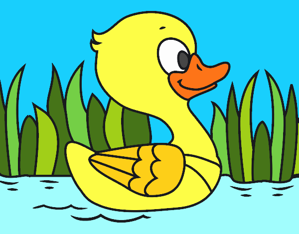 Patito de río