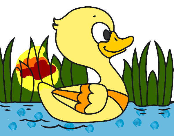 Patito de río