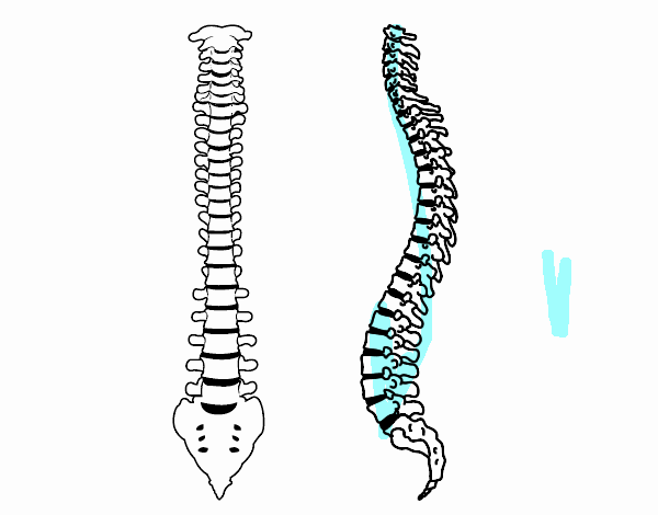 Columna vertebral