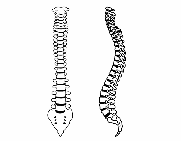 Columna vertebral