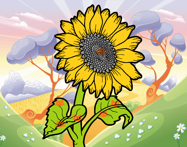 Flor de girasol