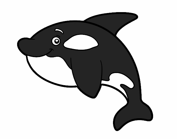 Orca joven