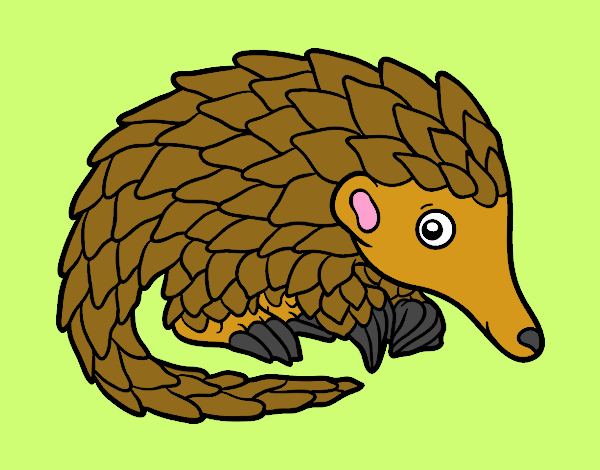 Pangolin