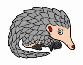 Pangolin