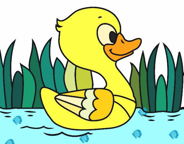 Patito de río