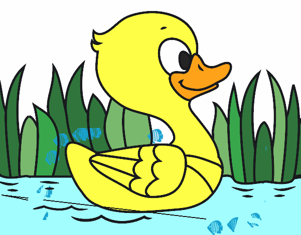 Patito de río