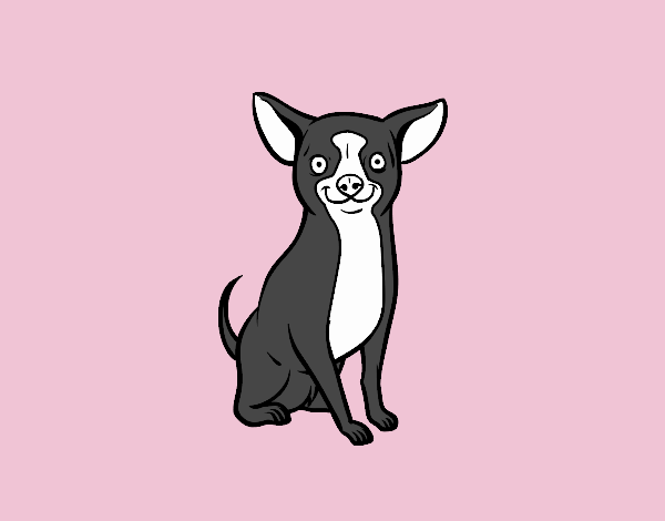 Perro chihuahua