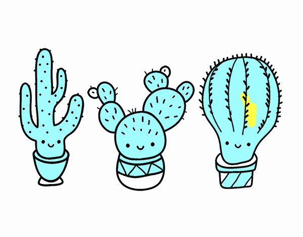 3 mini cactus