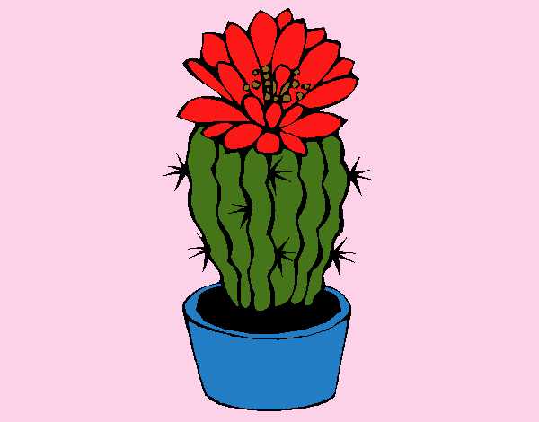 Cactus con flor