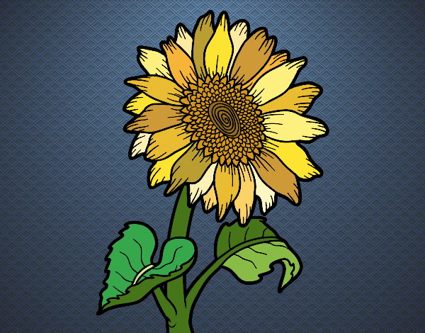 Flor de girasol