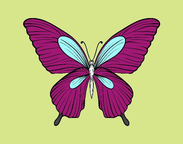 Mariposa tropical