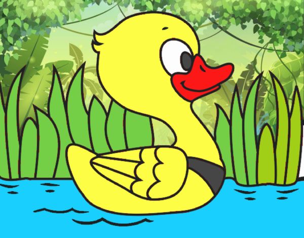 Patito de río