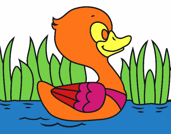 Patito de río