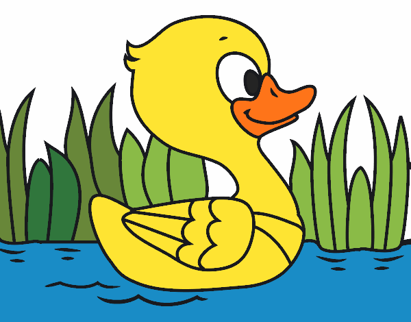 Patito de río