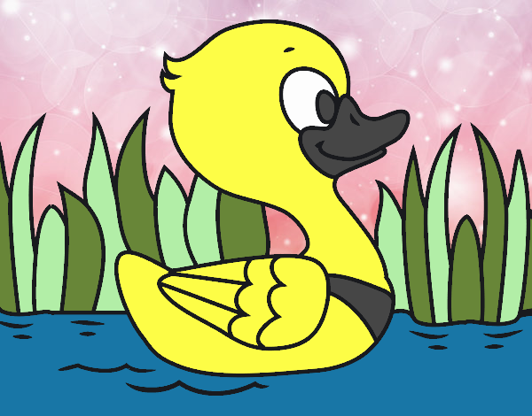 Patito de río