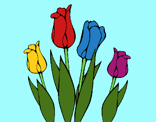 Tulipanes