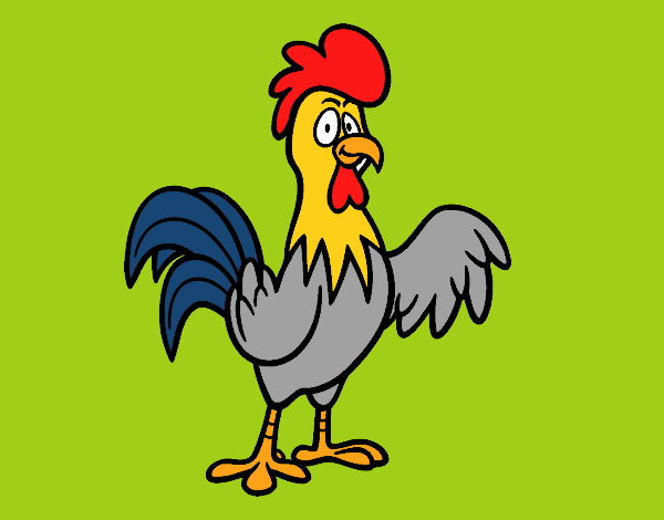 Un gallo de corral