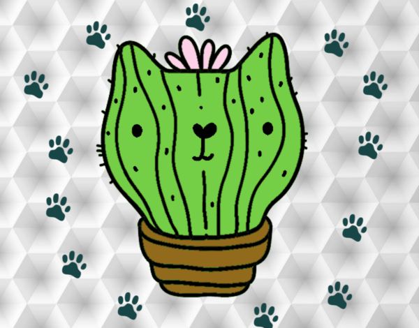 Cactus gato